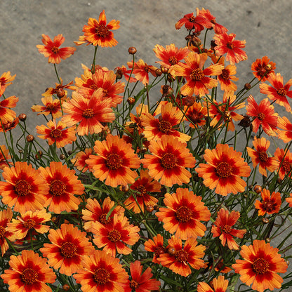 Desert Coral Coreopsis, Photo(s) courtesy of TERRA NOVA® Nurseries, Inc.
www.terranovanurseries.com