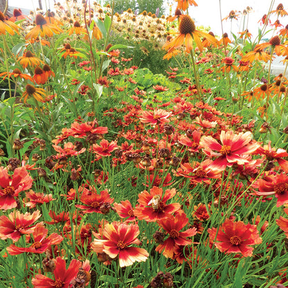 Desert Coral Coreopsis, Photo(s) courtesy of TERRA NOVA® Nurseries, Inc.
www.terranovanurseries.com