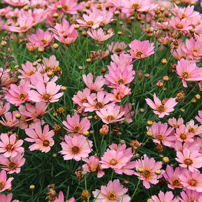 NOVA® Sunstone Coreopsis, Photo(s) courtesy of TERRA NOVA® Nurseries, Inc. www.terranovanurseries.com