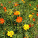 Cosmos sulphureus Bright Lights Mix