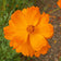 Cosmos sulphureus 'Crest Orange'