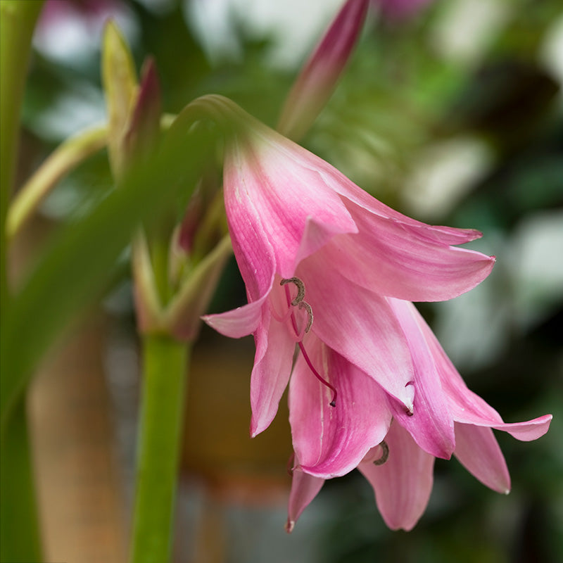 Powell's Crinum Lily