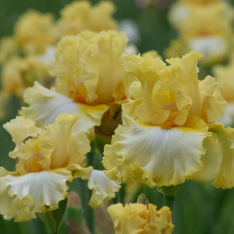 Diamond Broker Bearded Iris, Image Courtesy of Schreiner's Gardens