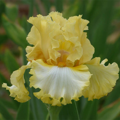 Diamond Broker Bearded Iris, Image Courtesy of Schreiner's Gardens
