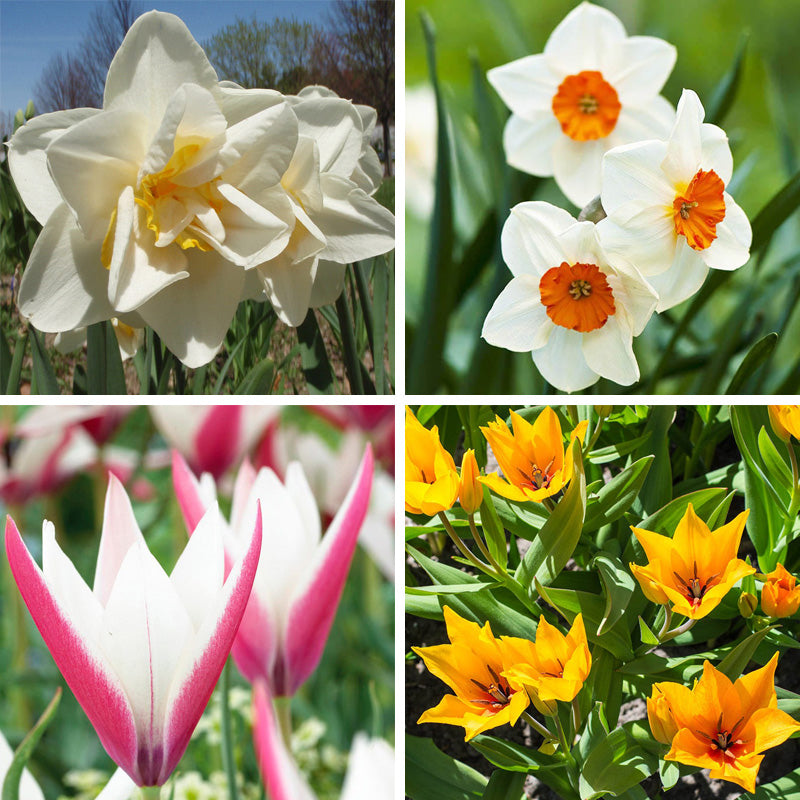 Naturalizing Tulip & Daffodil Collection | Fall Bulbs, Spring Flowers