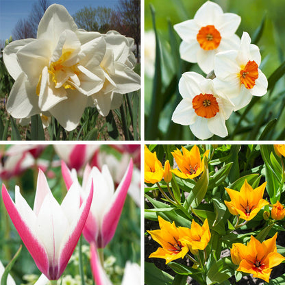 Naturalizing Tulip & Daffodil Bulb Collection