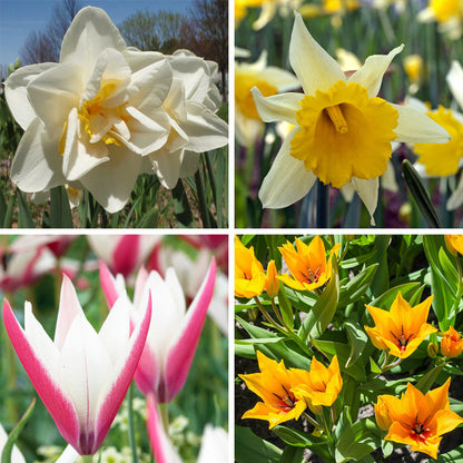 Naturalizing Tulip & Daffodil Bulb Collection