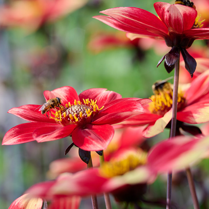 Dahlegria Tricolore Single Dahlia