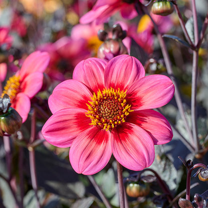 Dahlegria Tricolore Single Dahlia