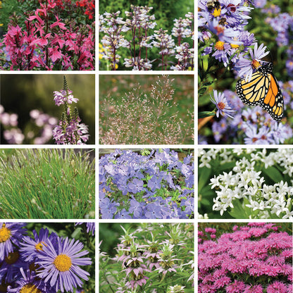 Dappled Dreams Pre-Planned Garden