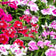 Dianthus barbatus Tall Single Mix