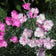 Dianthus plumarius