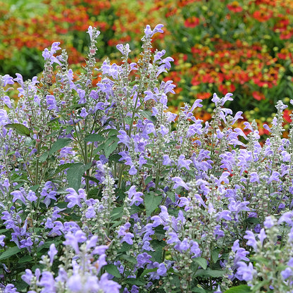 Downy Skullcap