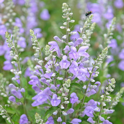 Downy Skullcap