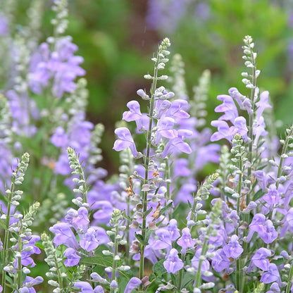 Downy Skullcap