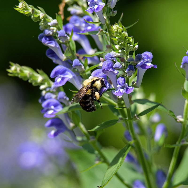 Downy Skullcap