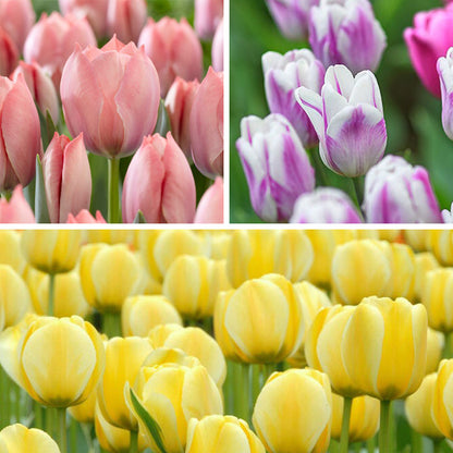 Dreamy Drift Tulip Collection