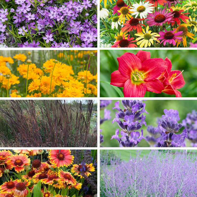 Drought Tolerant Pre-Planned Garden