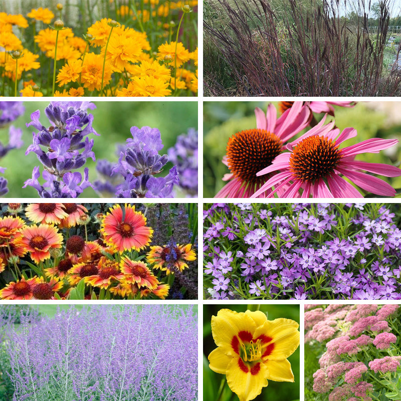 Drought Tolerant Pre-Planned Garden