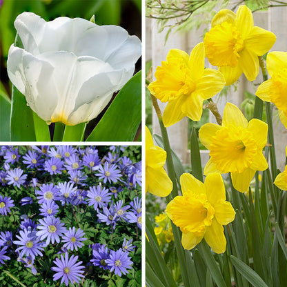 Early Arrival Bulb Collection