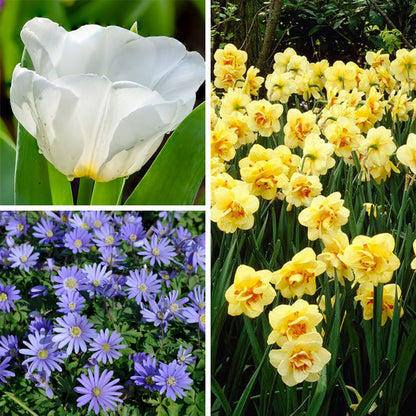Early Arrival Bulb Collection