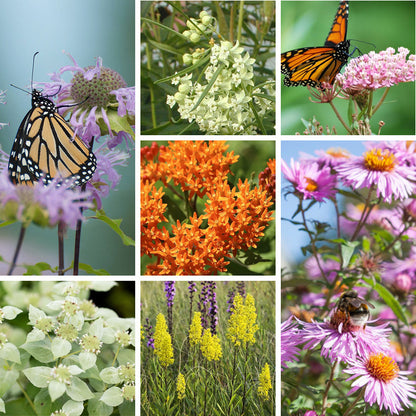 Eastern Monarch Refuge Plant Collection
