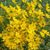 Engelmann Daisy, photo courtesy of Applewood Seed Company