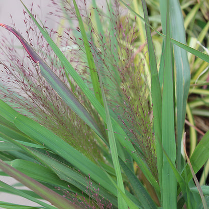 Purple Love Grass