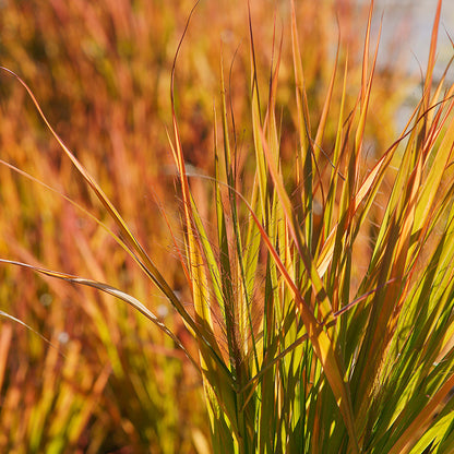 Purple Love Grass, fall foliage