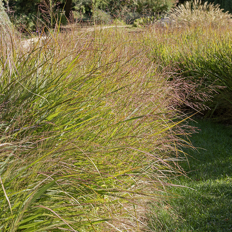 Purple Love Grass