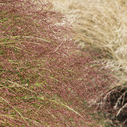 Purple Love Grass