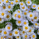 Erigeron speciosus