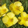Eschscholzia caespitosa