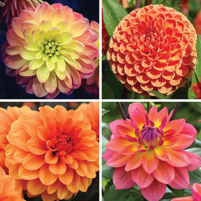 Evening Glow Dahlia Collection