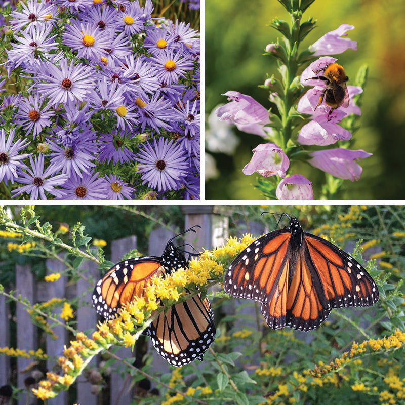 Fall Flowering Pollinator Pit Stop Plant Collection