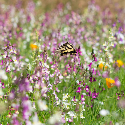 Fall Maximum Wildflower Seed Mix, customer photo