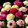 Zinderella Fashion Zinnia Seed Mix