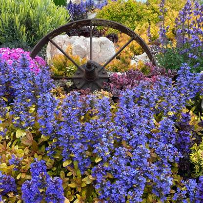 Feathered Friends™ Petite Parakeet Ajuga