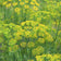 Foeniculum vulgare