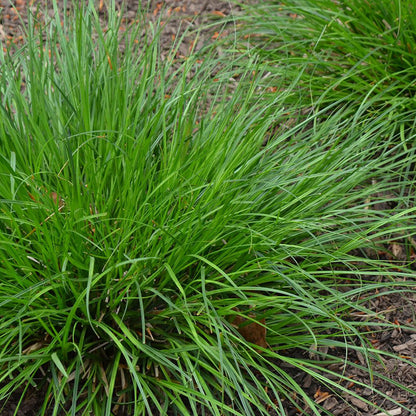 Fox Sedge, Carex vulpinoidea, Photo courtesy of Mt. Cuba Center