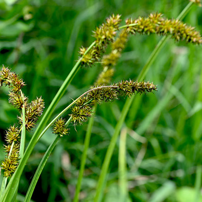 Fox Sedge 