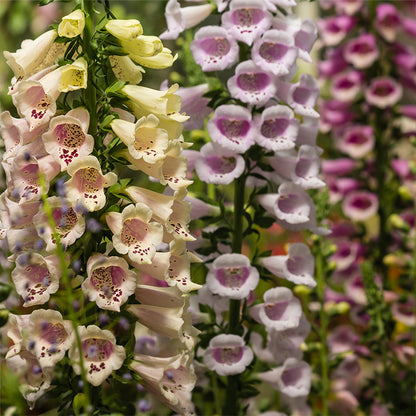 Foxy Hybrids Foxglove Mix
