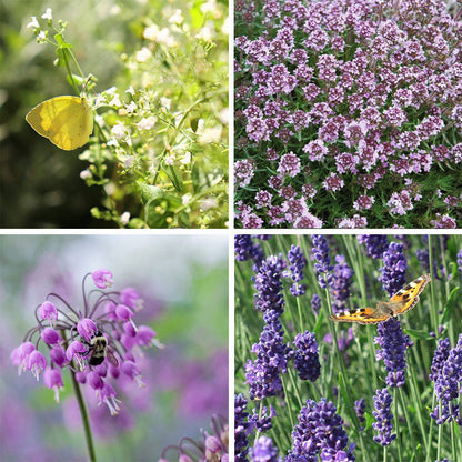 Fragrant Low Grow Plant Collection
