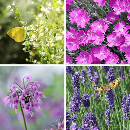 Fragrant Low Grow Plant Collection
