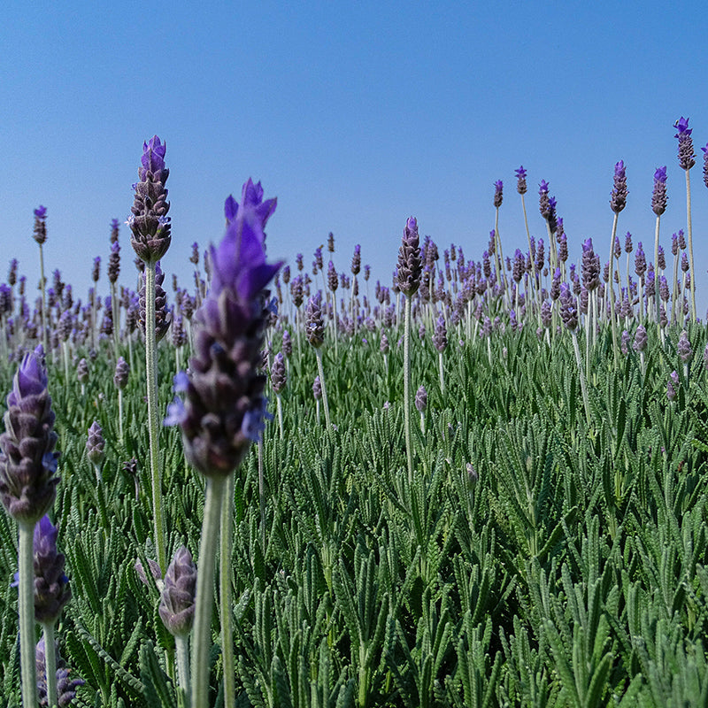 French Lavender, Lavandula dentata