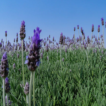 French Lavender, Lavandula dentata