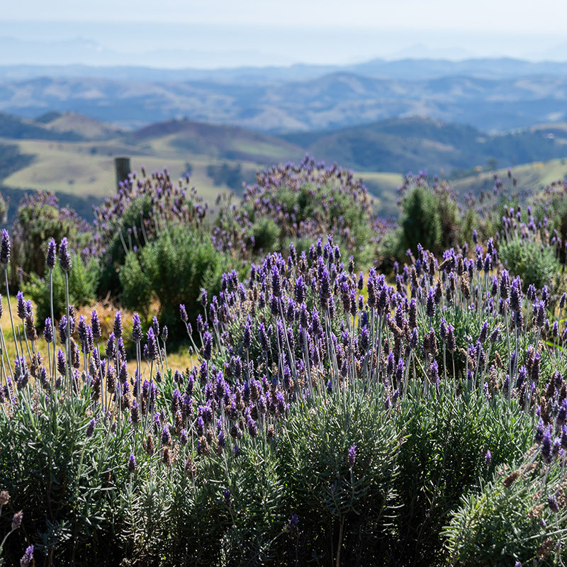 French Lavender, Lavandula dentata
