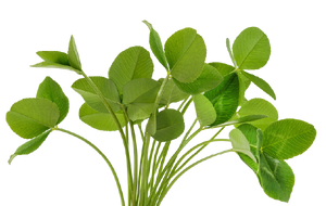 turf alternatives home graphic