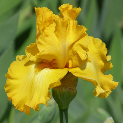 Gatsby Bearded Iris, Image Courtesy of Schreiner's Gardens