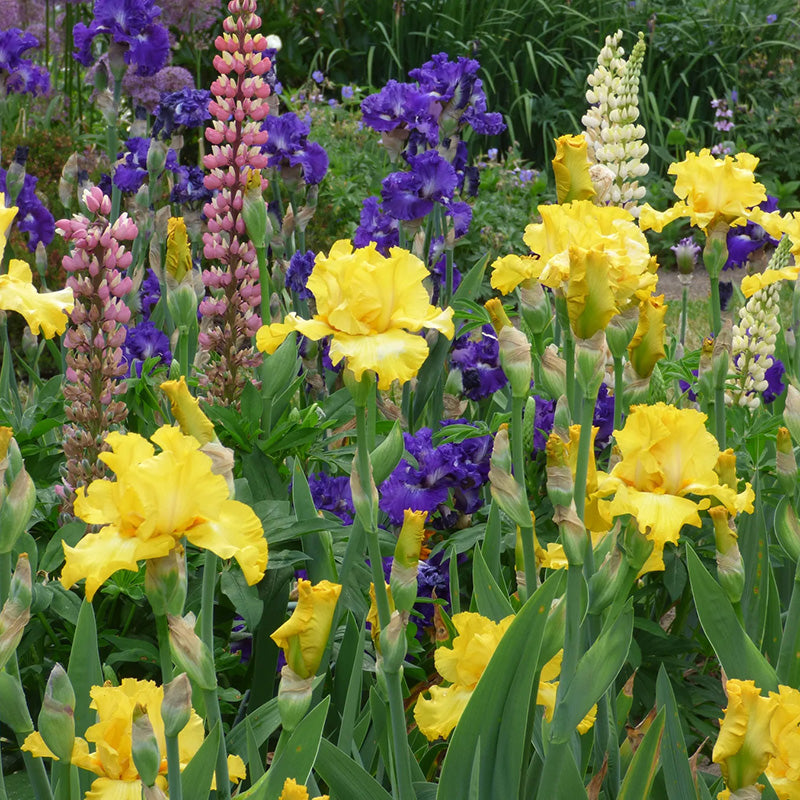 Gatsby Bearded Iris, Image Courtesy of Schreiner's Gardens